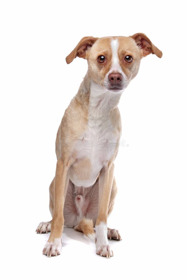 Whippet mixed breed dog royalty free stock photography