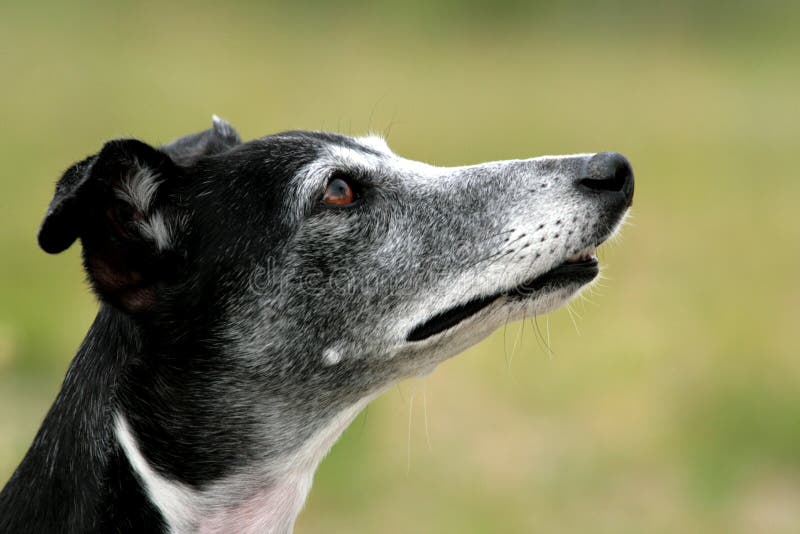 Pekne vyzerajúce starších Whippet s pekným výrazom v hlave.