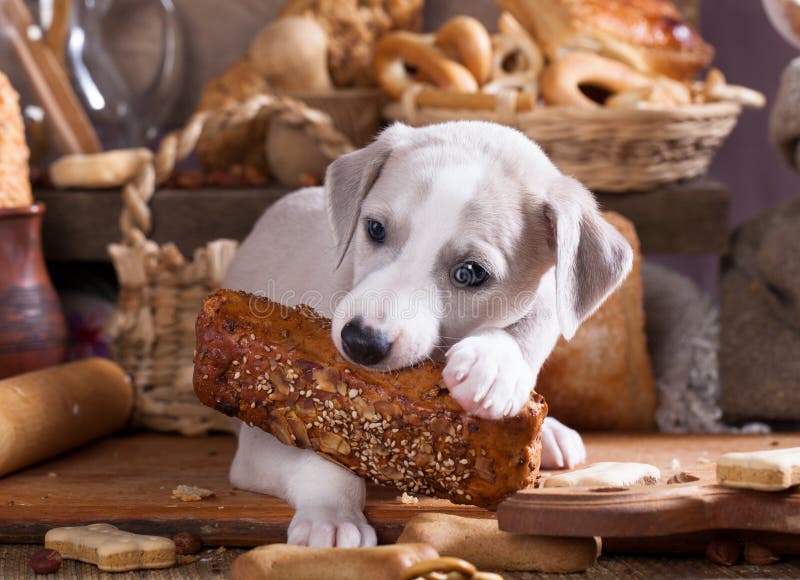 Whippet puppy gnaws a loaf