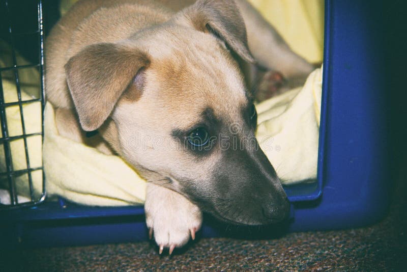 Whippet puppy in pet crate