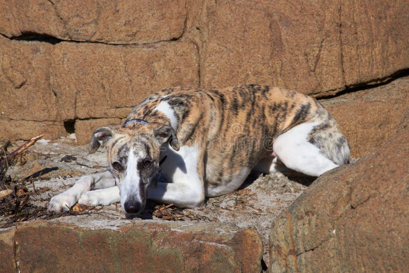 Whippet on rocks