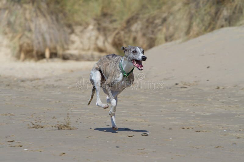 Whippet running along beach shore