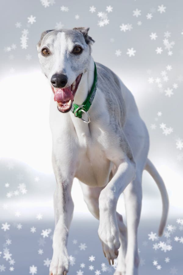 Whippet running in snow