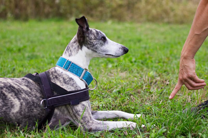 Whippet trains the command to lie down