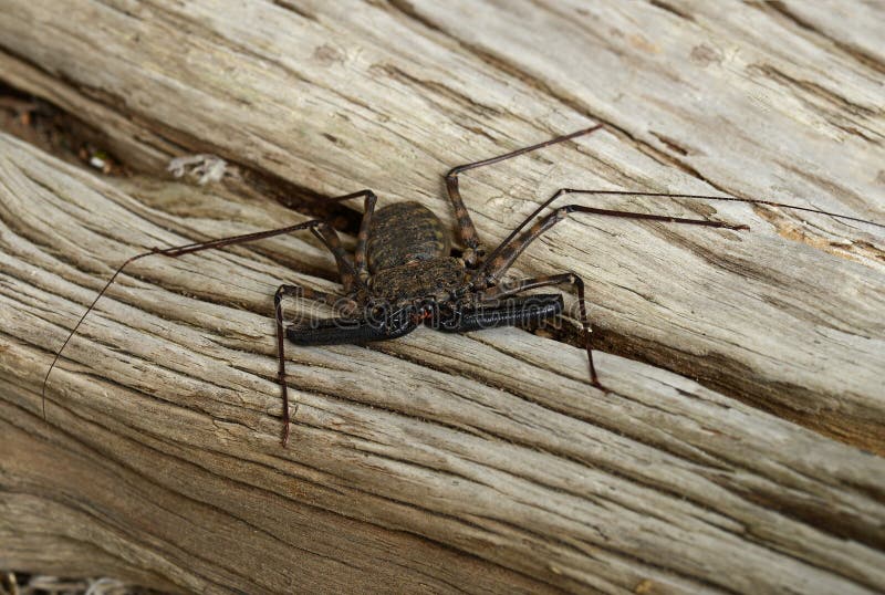 A Vinegaroon stock photo. Image of nocturnal, outdoors 16628340