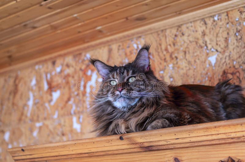 Whiskered Maine Coon Cat with Tassels on the Ears Stock Photo Image