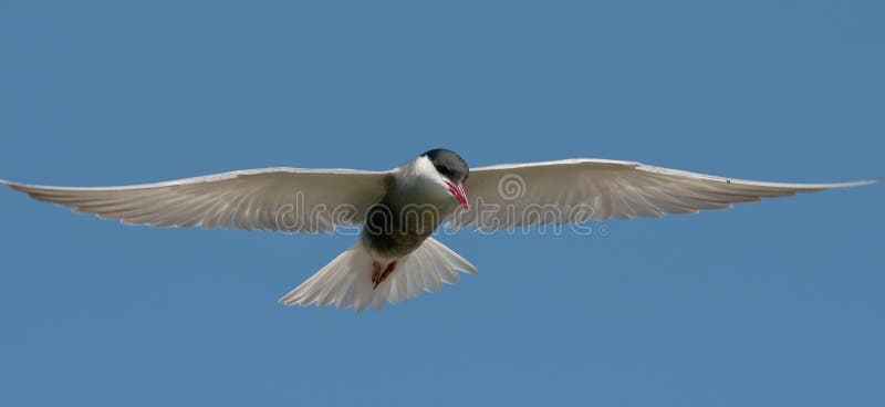 Whiskered tern ( Chlidonias hybrida )