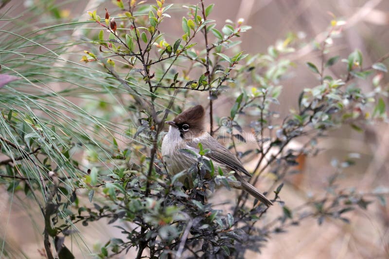 Whiskered yuhina