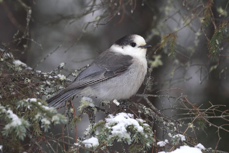 215 Whiskey Jack Bird Stock Photos Free & RoyaltyFree Stock Photos