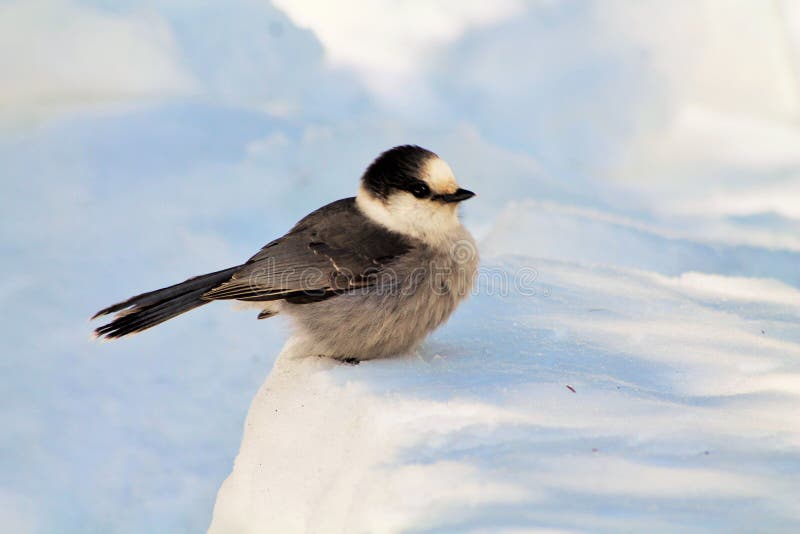 Whisky Jack Bird Sitting Quietly i snö royaltyfria foton Whisky Jack Bird Sitting Quietly i snö royaltyfria foton