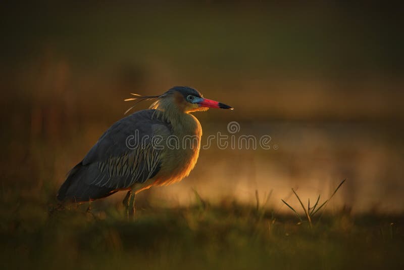 Download Whistling Heron, Syrigma Sibilatrix, Bird With Evening Sun, Pantanal, Brazil Stock Photo - Image of fishing, bellied: 67939596