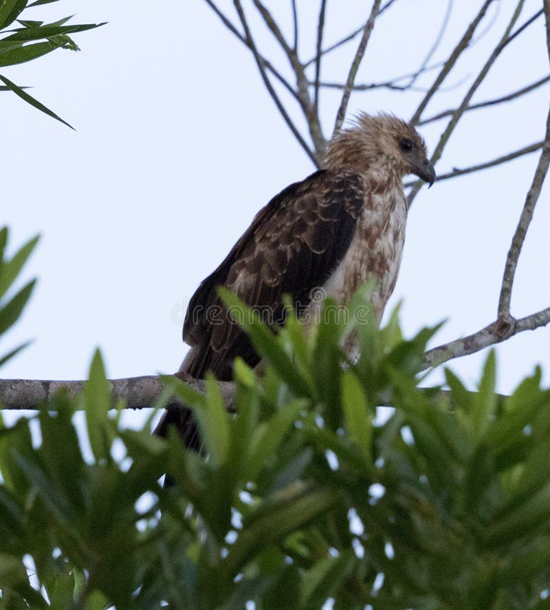 Whistling Kite in Australia Stock Photo Image of natural, identified