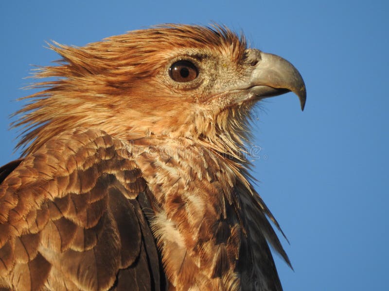 Whistling kite royalty free stock images