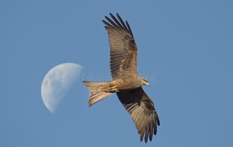 Whistling kite in flight. stock image. Image of australia 274812829