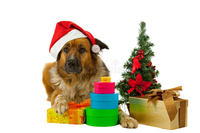Whit de cabelos compridos grande do cão seus presentes de Natal imagem de stock