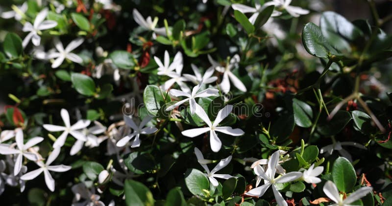 Whit flowered azalea called Rhododendron viscosum