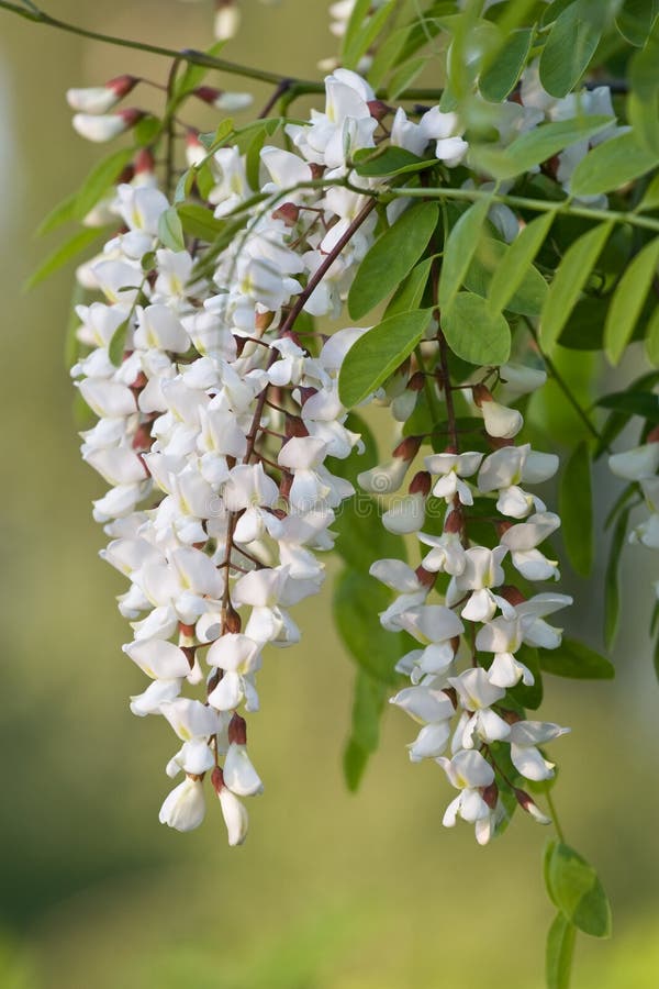 White Acacia stock photo. Image of white, plant, tree - 13328574