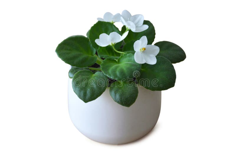 White African Violet in Pot Isolated on White Background Stock Photo