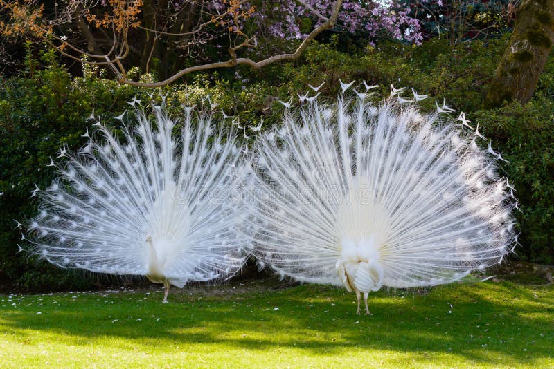 Two white albino peafowls displaying their feathers in courtship manner.