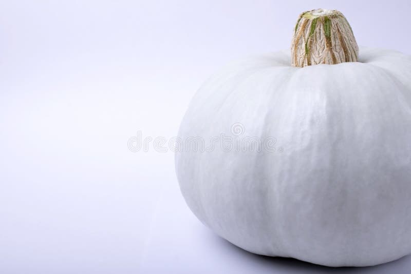 White albino pumpkin stock image White albino pumpkin stock image