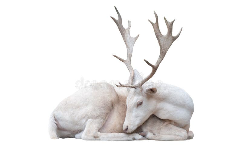 White albus deer lay