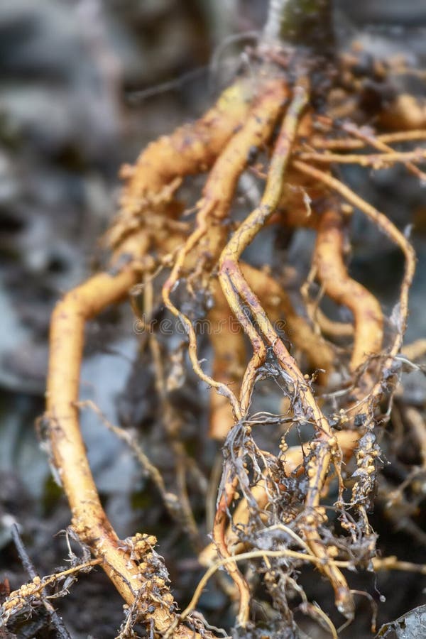 White alder Alnus incana in spring