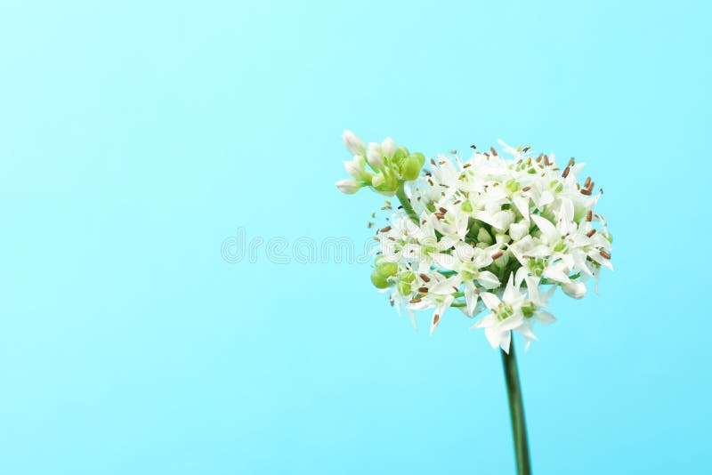 White allium flowers on blue background stock photos White allium flowers on blue background stock photos