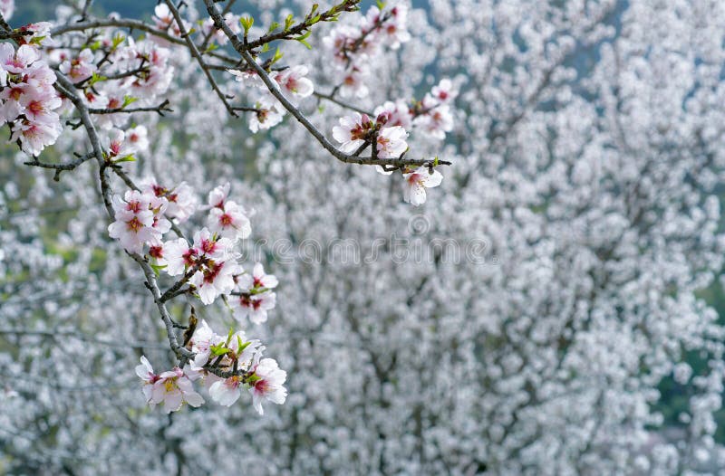 White almond flowers over blossoming almond trees in background royalty free stock images.
