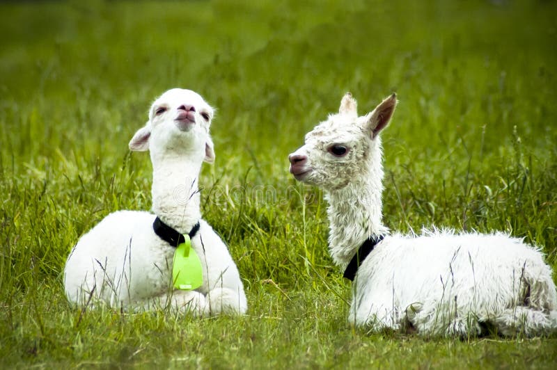 White Alpaca Baby Sitting on the Grass Stock Image Image of farm, breed 192417983