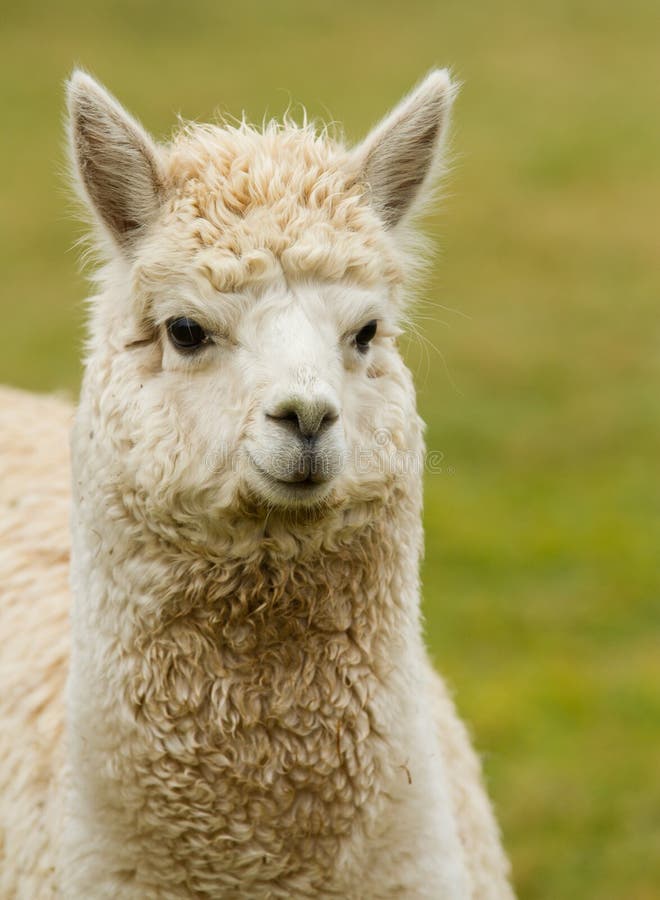 Farm Animals - Lama stock image. Image of peru, places - 31619695