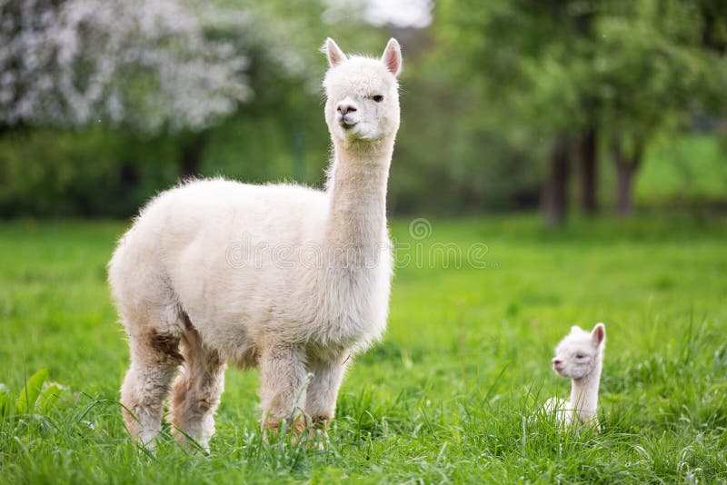 White Alpaca with Offspring Stock Image Image of young, america 146195077