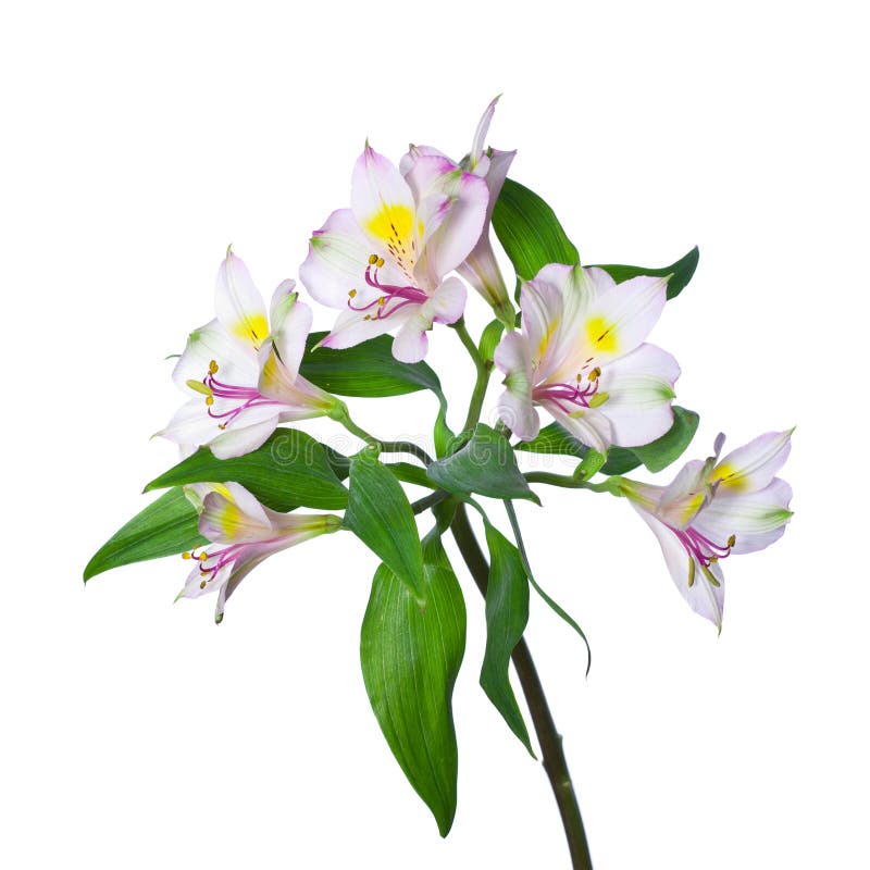 White alstroemeria