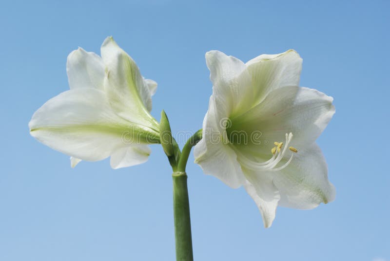 White amaryllis.