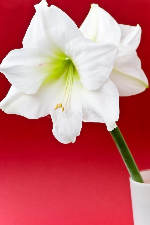 White Amaryllis- closeup shot on the red backgroun