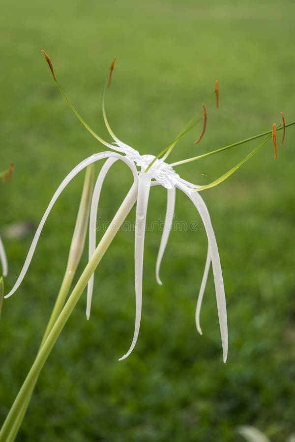 White Amaryllis flower stock photo. Image of hippeastrum 117688832