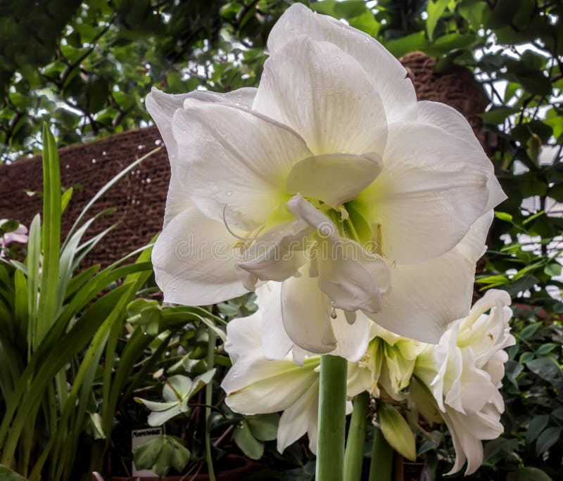 White amaryllis flower stock image. Image of plant, bouquet 274873599