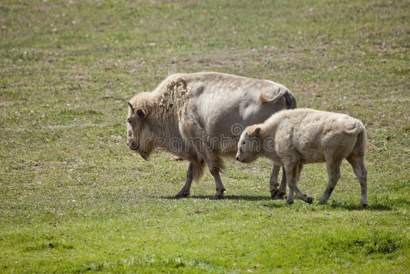 White American Bison and baby grazing in a field