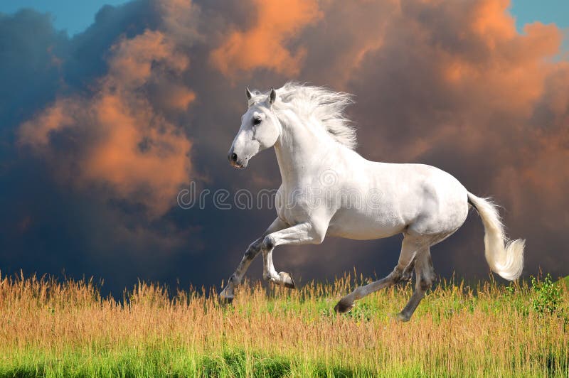 White Andalusian horse runs gallop in summer