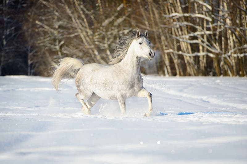 White Andalusian horse runs in winter time