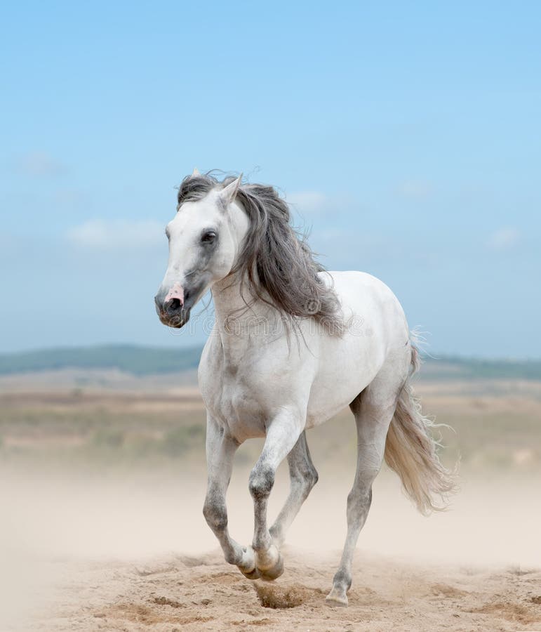 White andalusian stallion