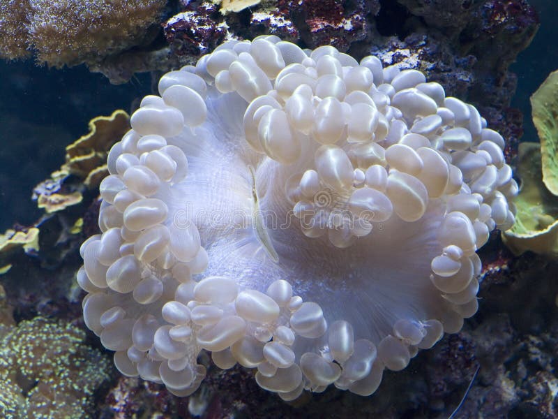 White Sea Anemone stock image. Image