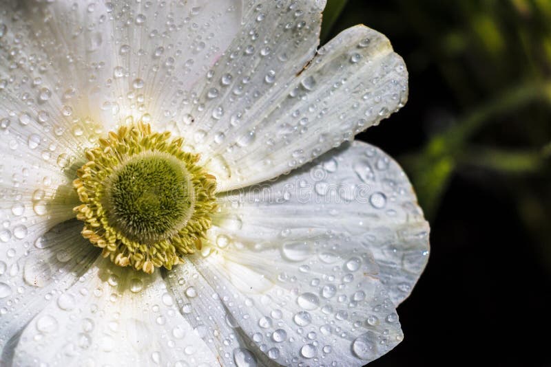  White  Anemone Flower  With Dew  Drops  Stock Photo Image of 