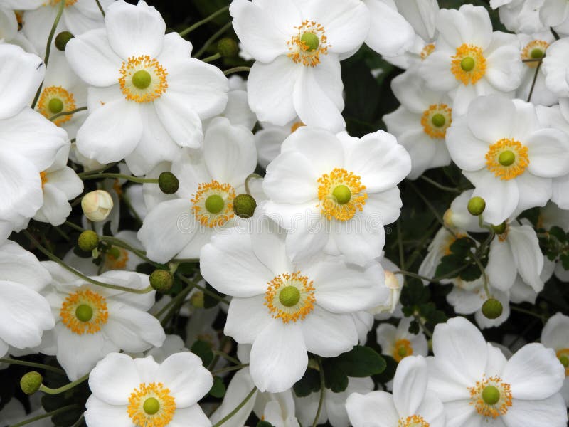 White Anemone Flowers in Formal Historical Garden Stock Photo Image