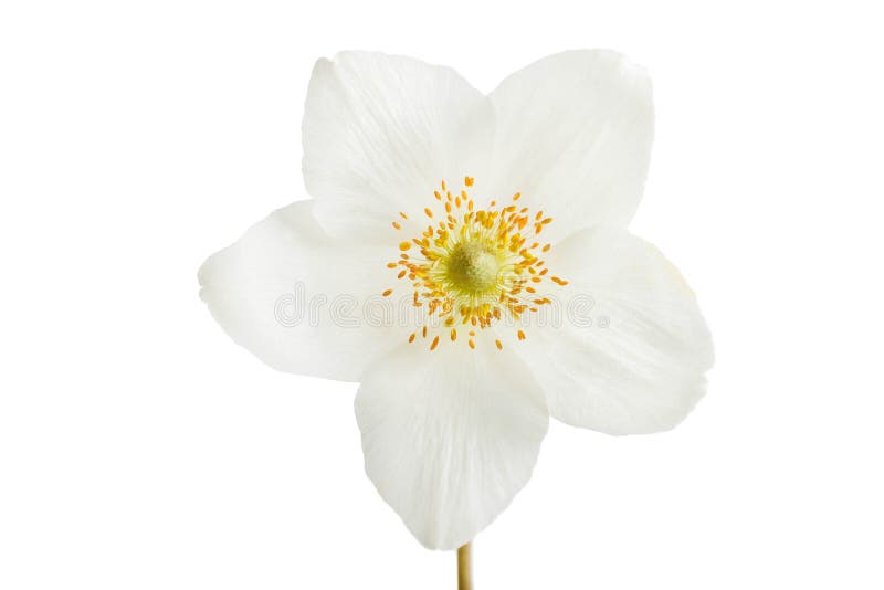 White anemone flower stock image. Image of anemone, season 147454501