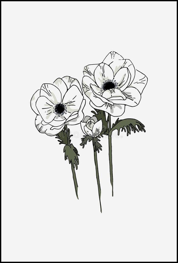 White Anemone Flower Set. Botanical Illustration of Anemone Flowers Stock Vector Illustration