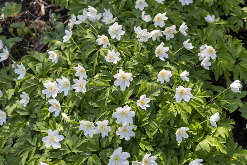 White anemone flowers stock photo. Image of leaf, spring 250943160