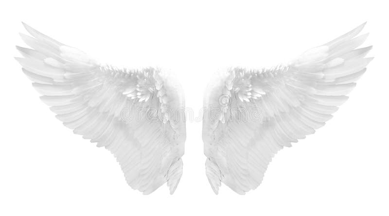 White angel wing isolated