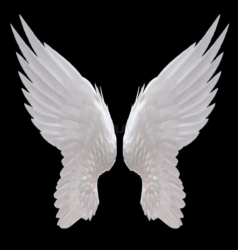 White angel wing