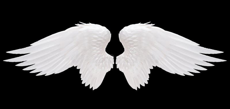 White angel wing