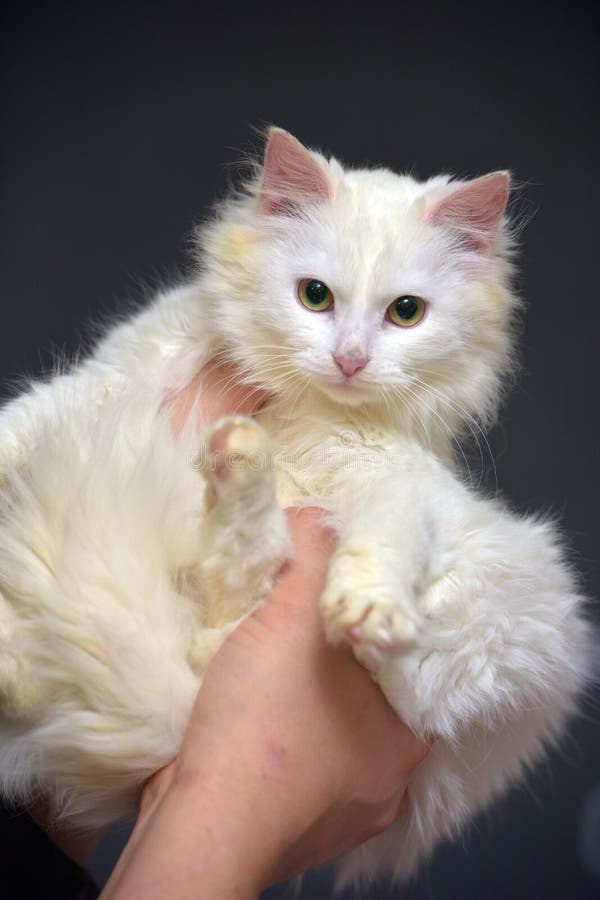 White Angora Cat Kitten in Hands Stock Image - Image of happy, kitten